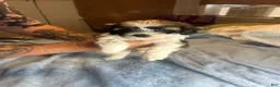 Teddy Bear dogs for sale: Cisco - Ad 10