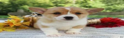 Welsh Corgi Pembroke dogs for sale: Sunny - Ad 4