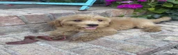 Miniature Labradoodle dogs for sale: Chloe - Ad 8