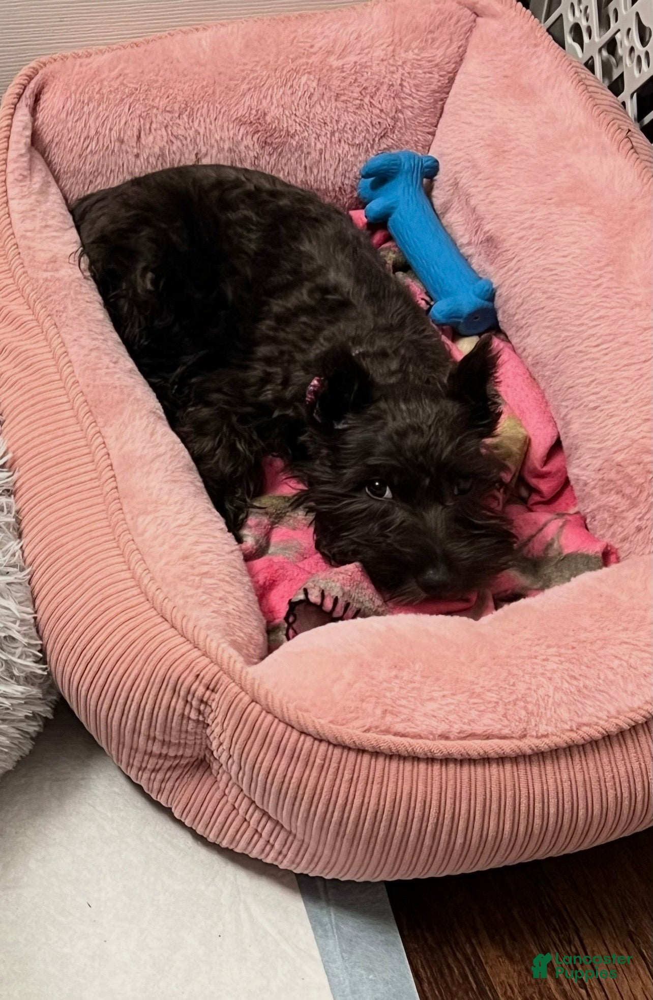 Miniature Schnauzer dogs Lady - Ad 30