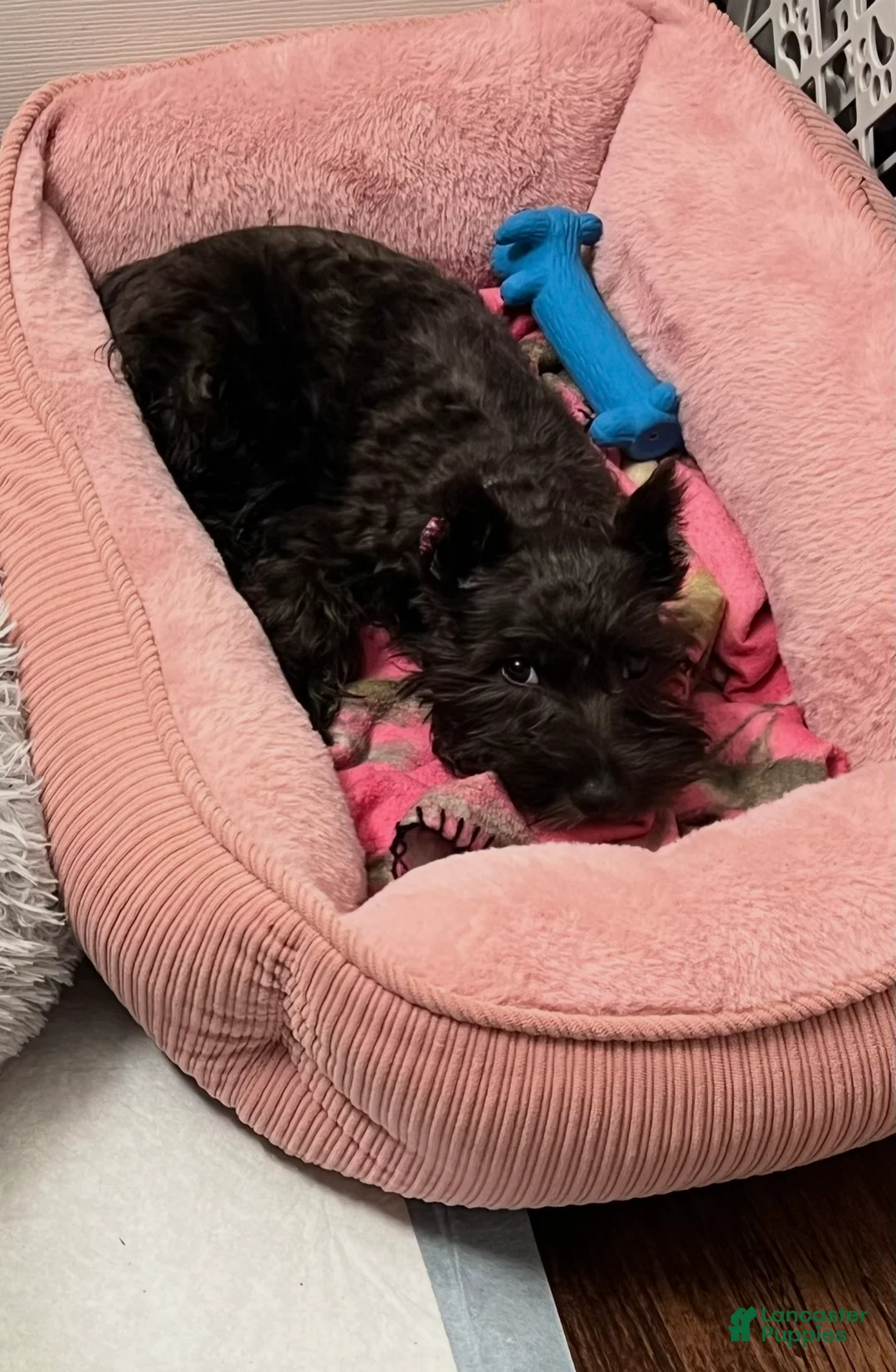 Miniature Schnauzer dogs for sale: Lady - Ad 1