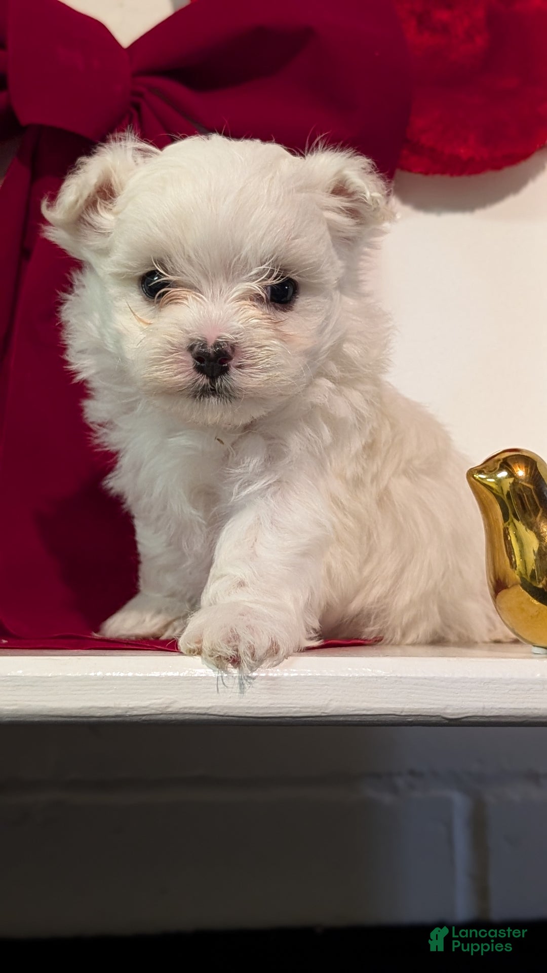 Maltese dogs for sale: King - Ad 4