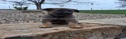 German Shepherd dogs for sale: Storm - Ad 10