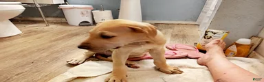 Great Dane 1