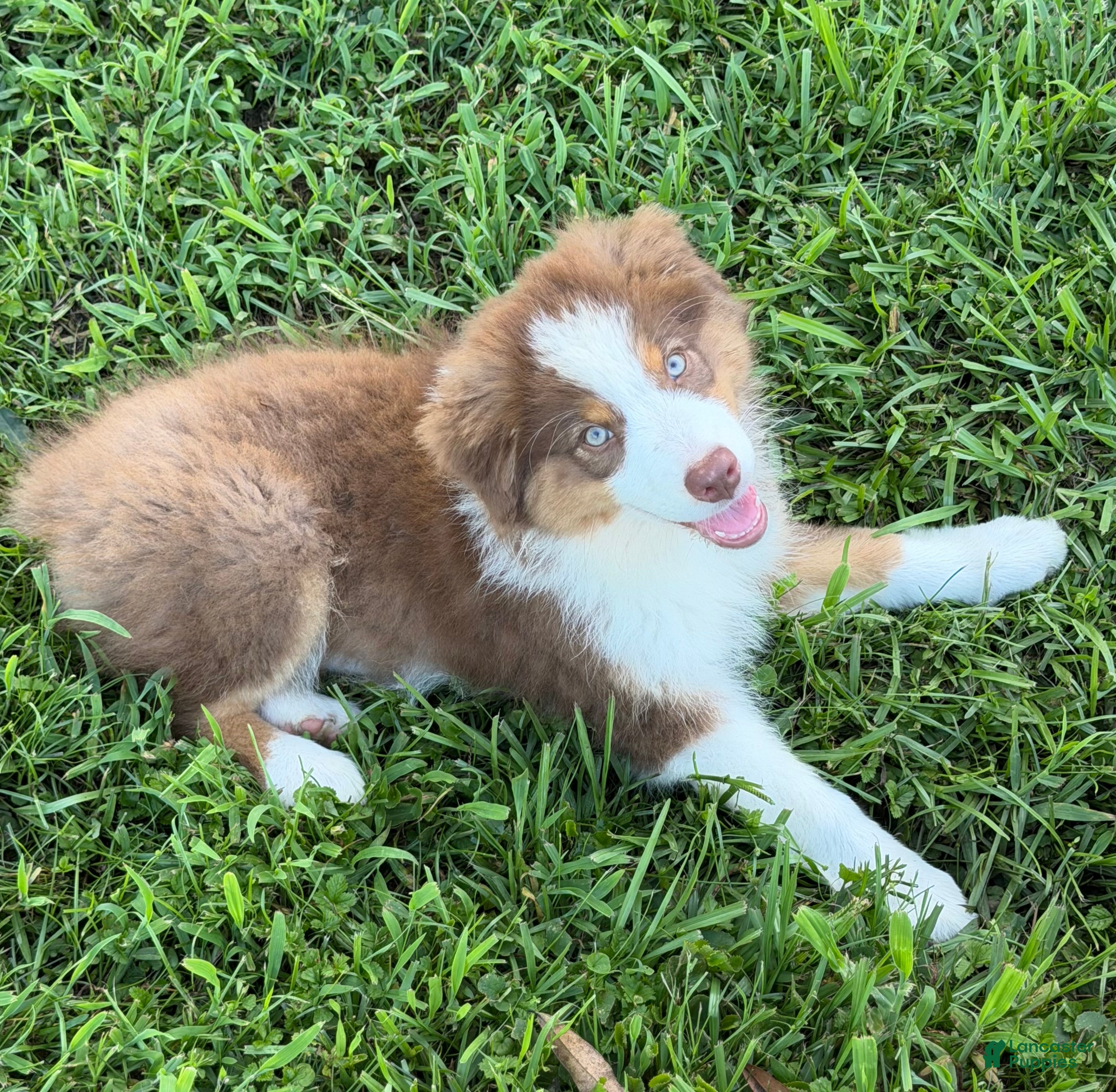 Australian Shepherd dogs AKC 1 Alex - Ad 1