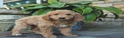 Mini Goldendoodle dogs for sale: Bailey  - Ad 4