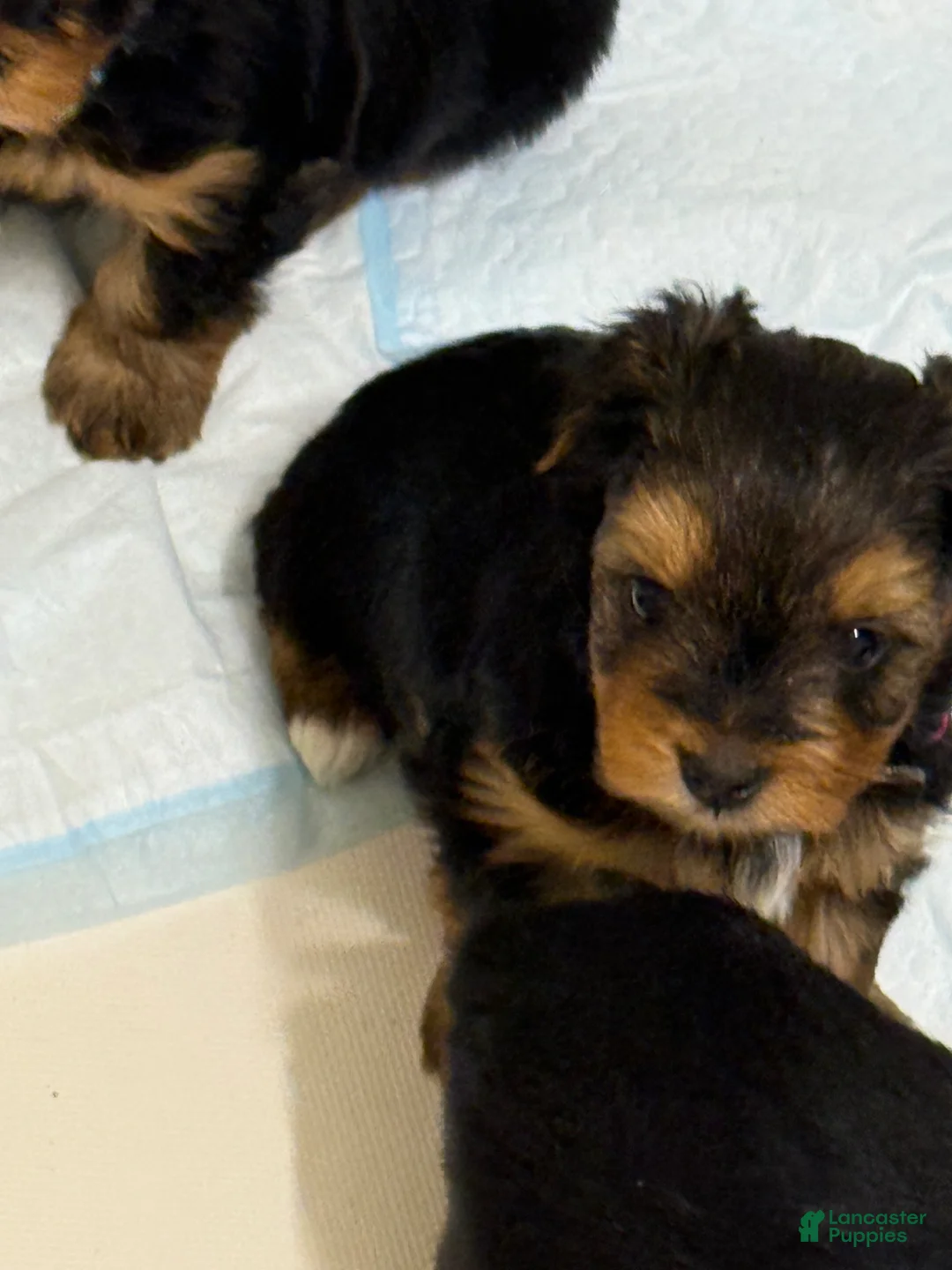 Yorkshire Terrier dogs for sale: Yorkshire Terrier Puppy 1 - Ad 8