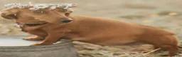 Chiweenie dogs for sale: Chiweenie 1 - Ad 2