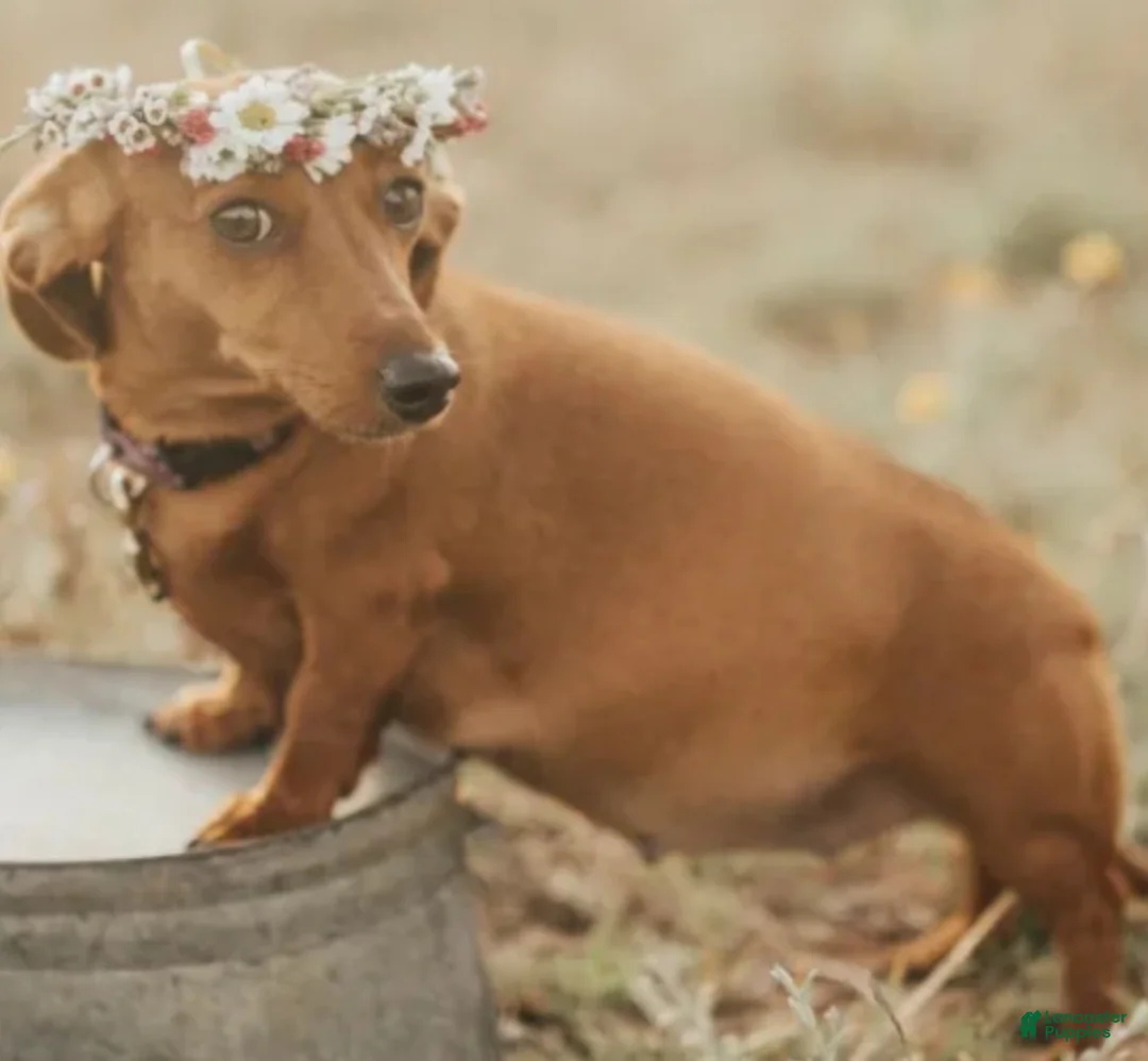 Chiweenie dogs for sale: Chiweenie 1 - Ad 2