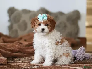 Mini Bernedoodle dogs for sale: Ivy - Ad 4