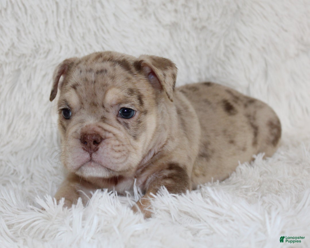 English Bulldog dogs for sale: Parry - Ad 5