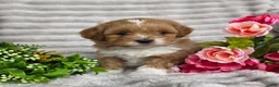 Shihpoo dogs for sale: Queenie - Ad 3