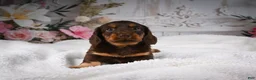 Miniature Dachshund dogs for sale: AKC-Jordan - Ad 6