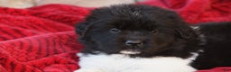 Newfoundland dogs for sale: Parker - Ad 2