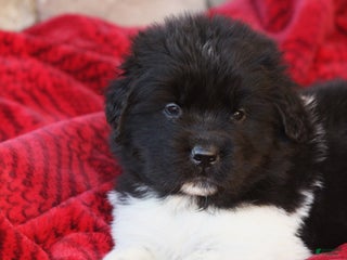 Newfoundland dogs Parker - Ad 24