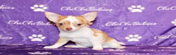 Chihuahua dogs for sale: Zadie - Ad 1