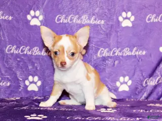 Chihuahua dogs Zadie - Ad 23