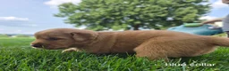 Golden Retriever dogs for sale: Tucker (Blue Collar) - Ad 4