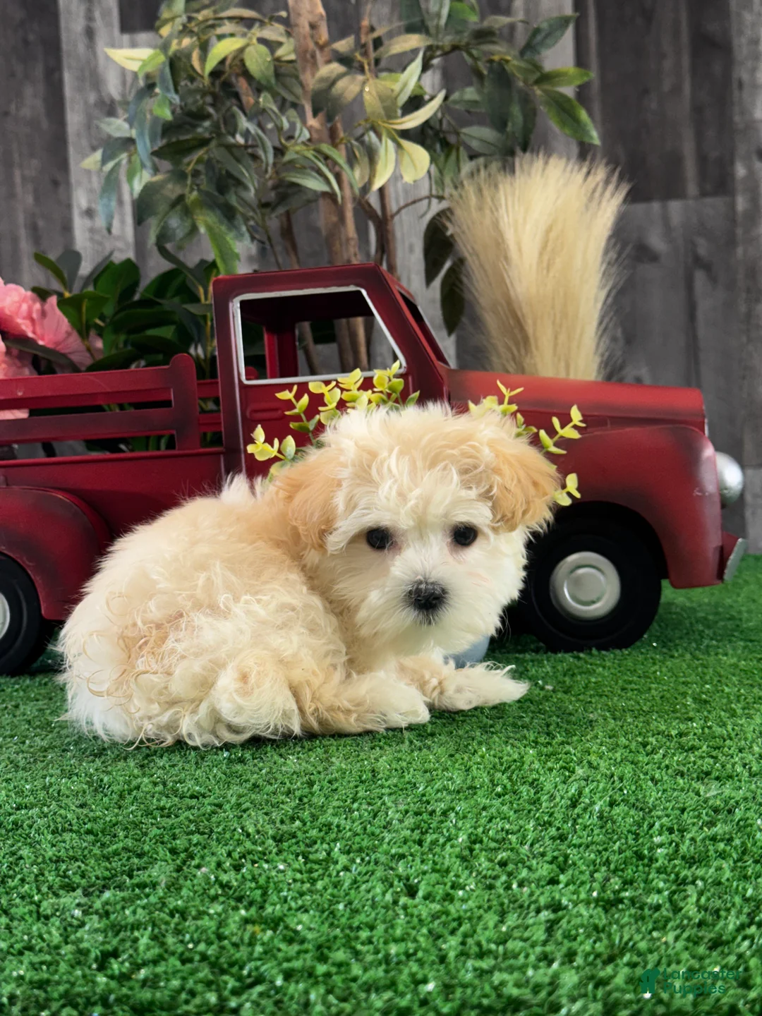Havanese dogs for sale: Tiny Honey  - Ad 6