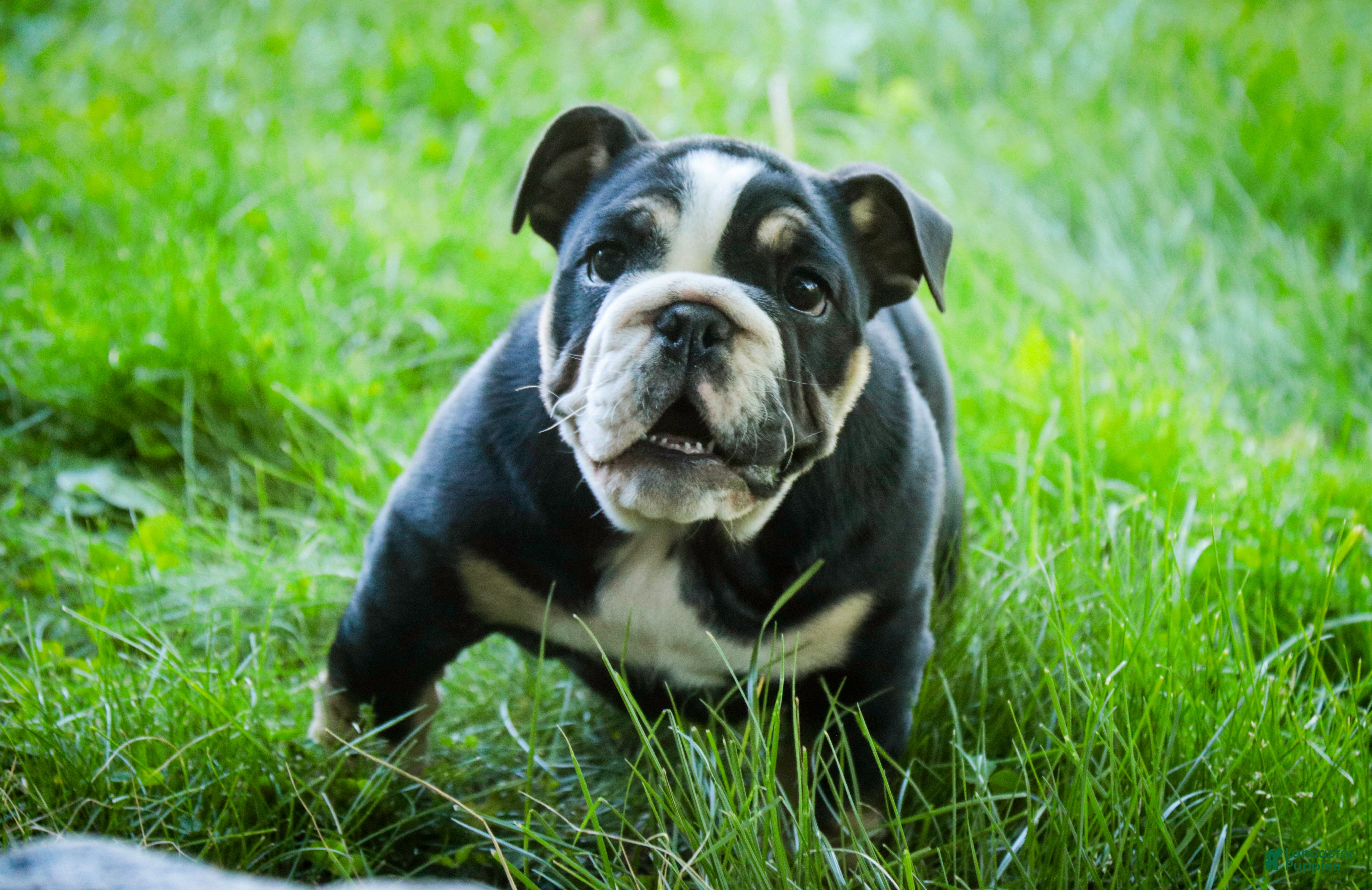 English Bulldog dogs Amelia - Ad 2