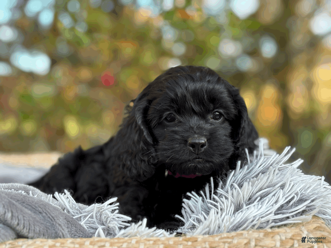 Cockapoo dogs for sale: Cider - Ad 8