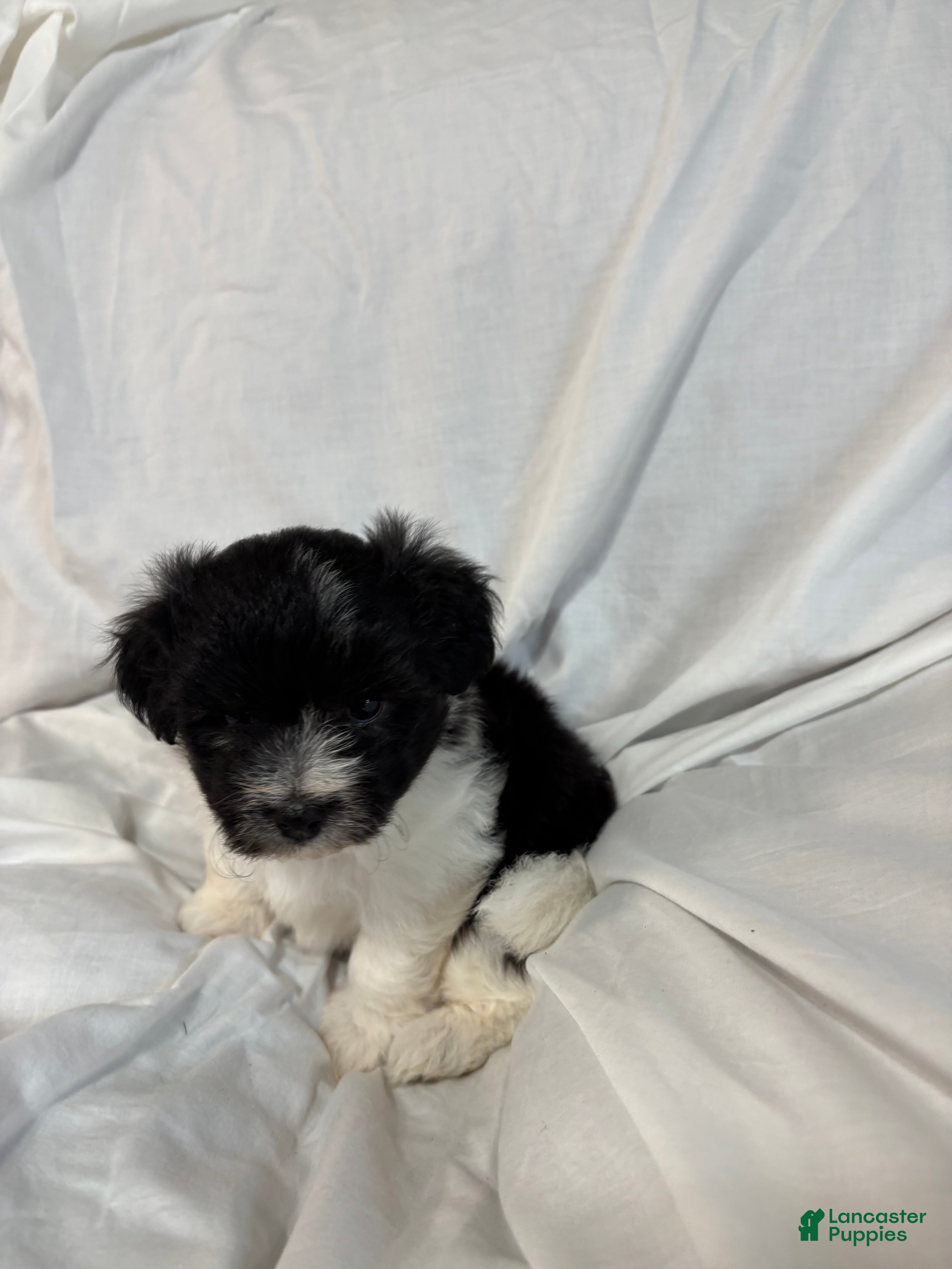 Havanese dogs Daisy - Ad 2