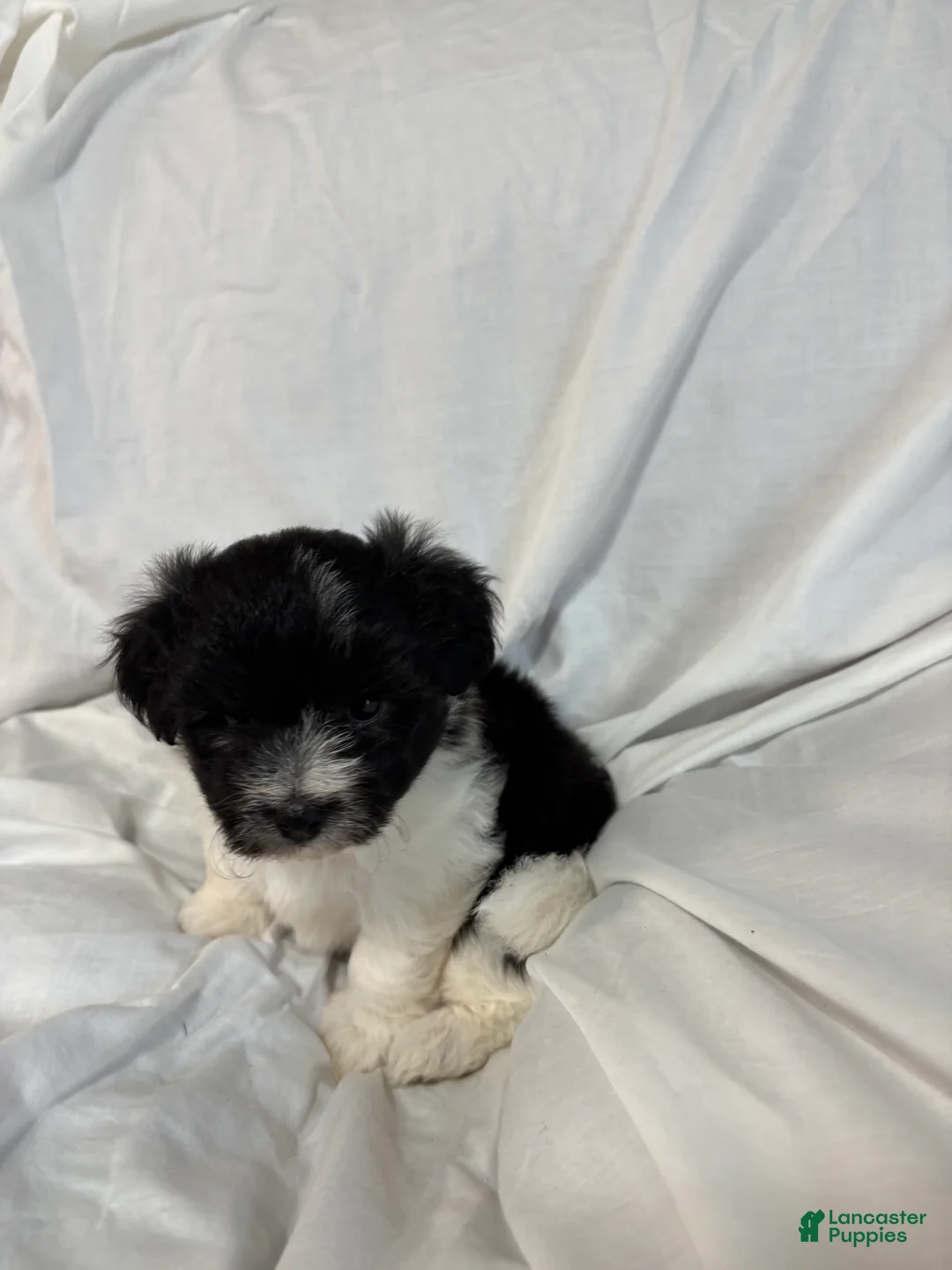 Havanese dogs for sale: Daisy - Ad 2