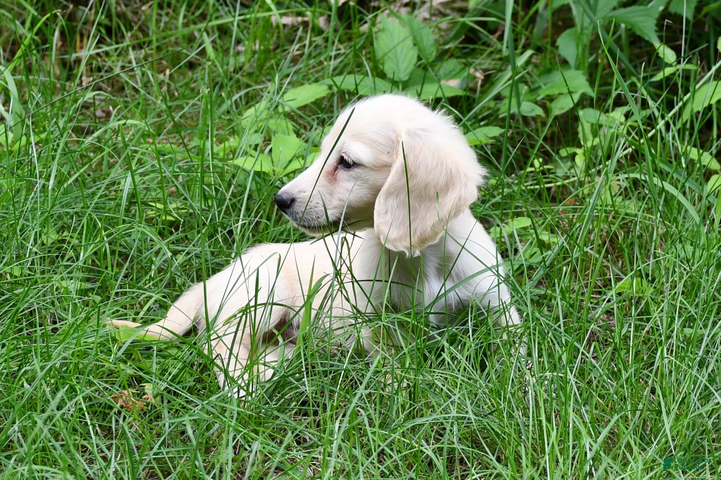 Miniature Dachshund dogs Finn - Ad 2