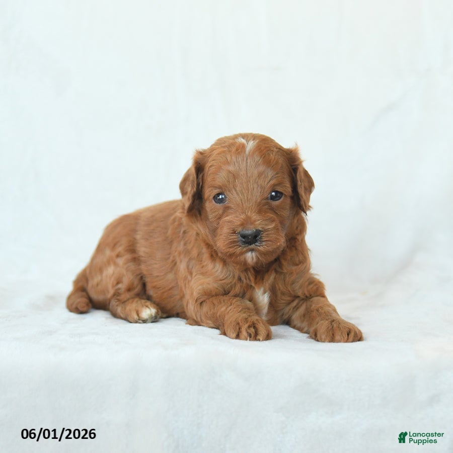 Cavapoo dogs Hickory - Ad 2