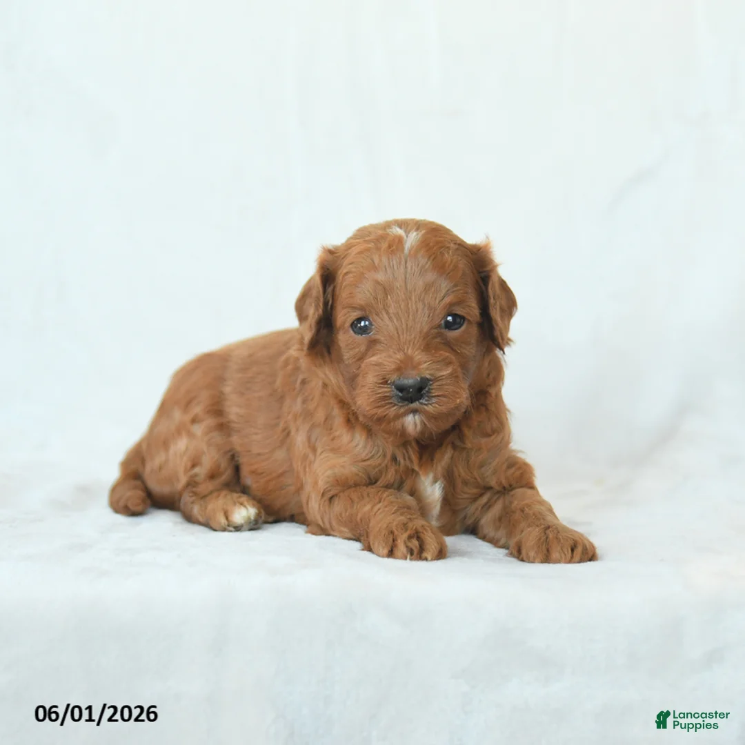 Cavapoo dogs for sale: Hickory - Ad 2