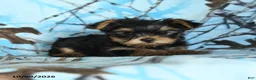 Yorkshire Terrier dogs for sale: Griffin - Ad 3