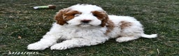 Mini Goldendoodle dogs for sale: Snowball - Ad 4