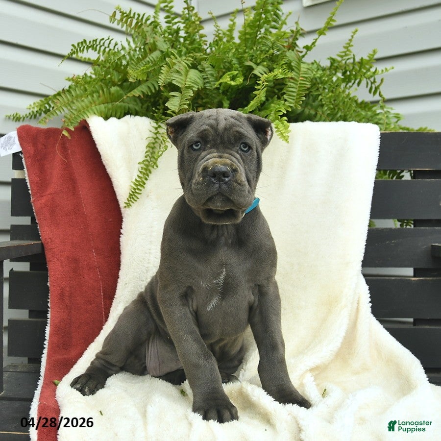 Cane Corso dogs Destiny  - Ad 2