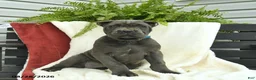 Cane Corso dogs for sale: Destiny  - Ad 2