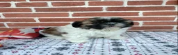 Shih Tzu dogs for sale: Dora - Ad 3