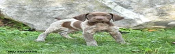 German Shorthaired Pointer dogs for sale: Rifle - Ad 1