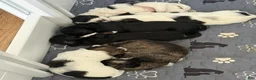 Mixed Breed dogs for sale: Spot - Ad 3