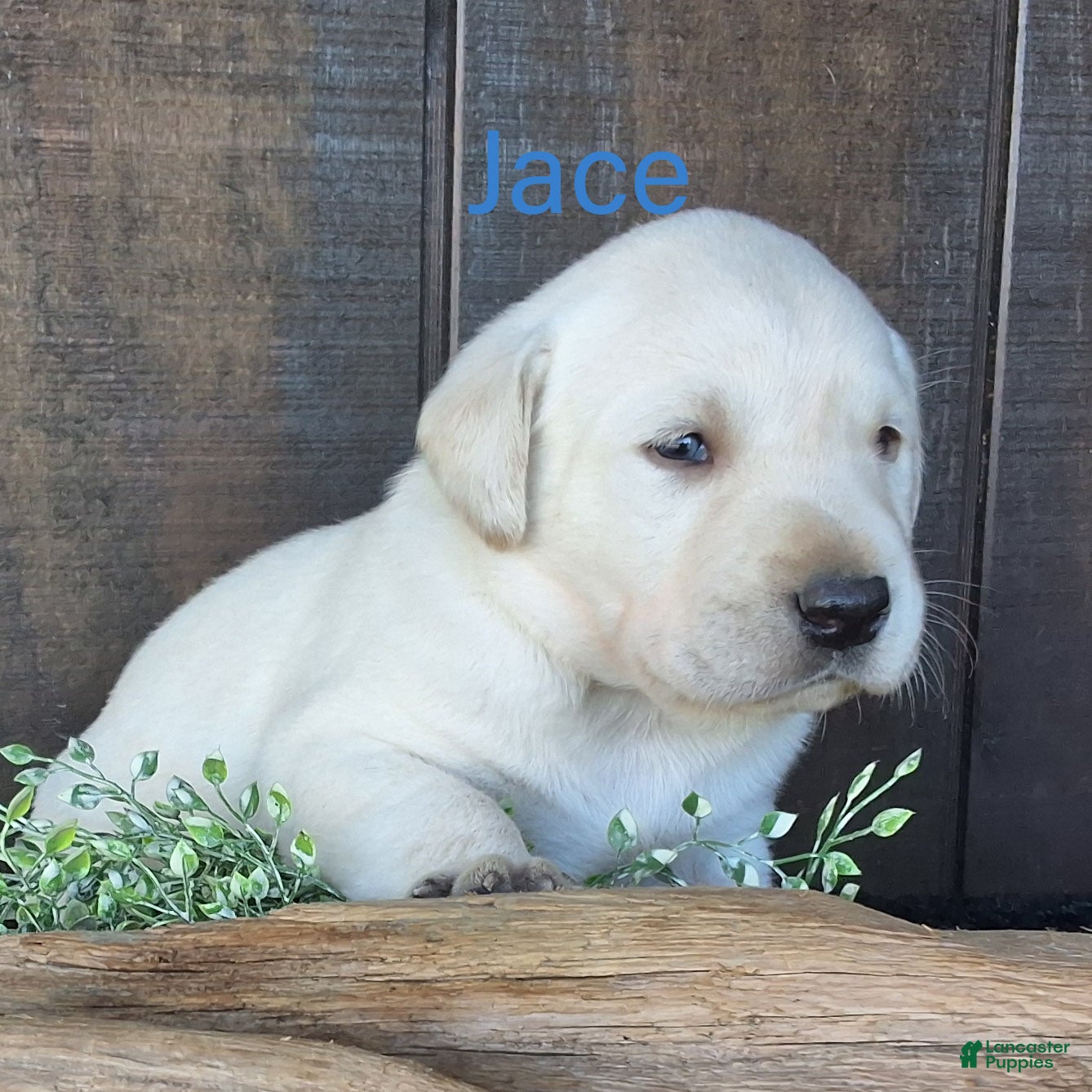 Labrador Retriever dogs Jace Labrador Retriever 1 - Ad 2