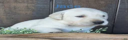 Labrador Retriever dogs for sale: Jace Labrador Retriever 1 - Ad 2