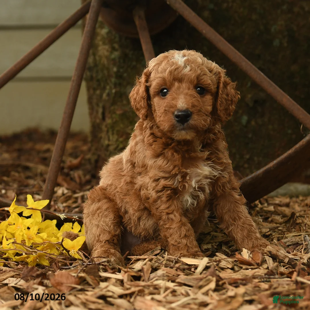 Goldendoodle dogs for sale: Ollie - Ad 1