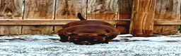 American Bully dogs for sale: Rocky - Ad 2