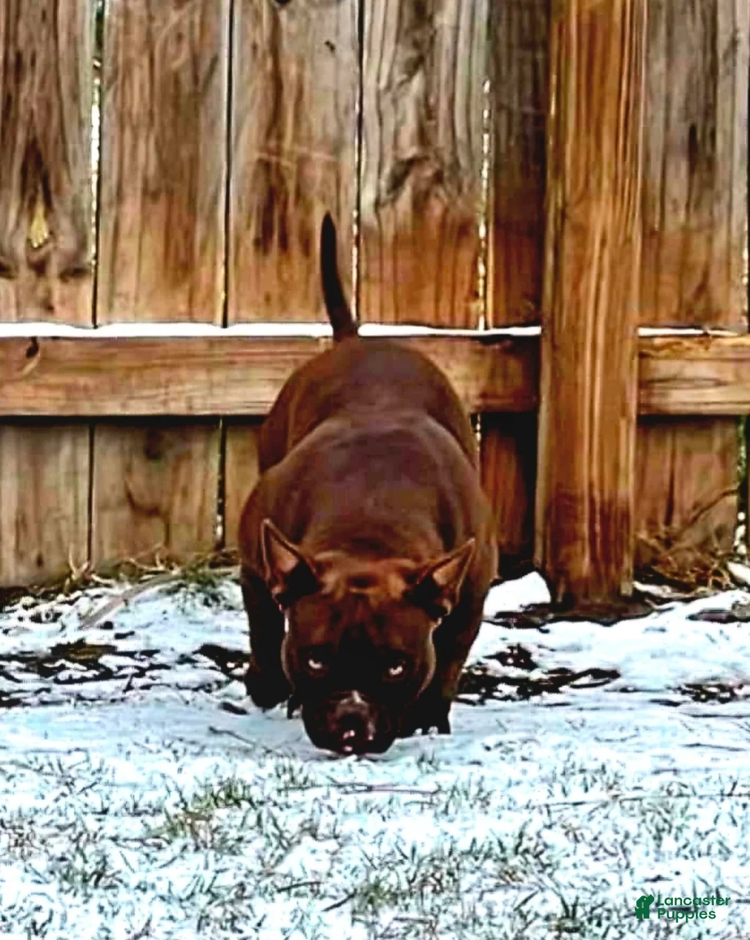 American Bully dogs for sale: Rocky - Ad 2
