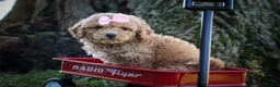 Bichpoo dogs for sale: Nessa Rose🎀 - Ad 16