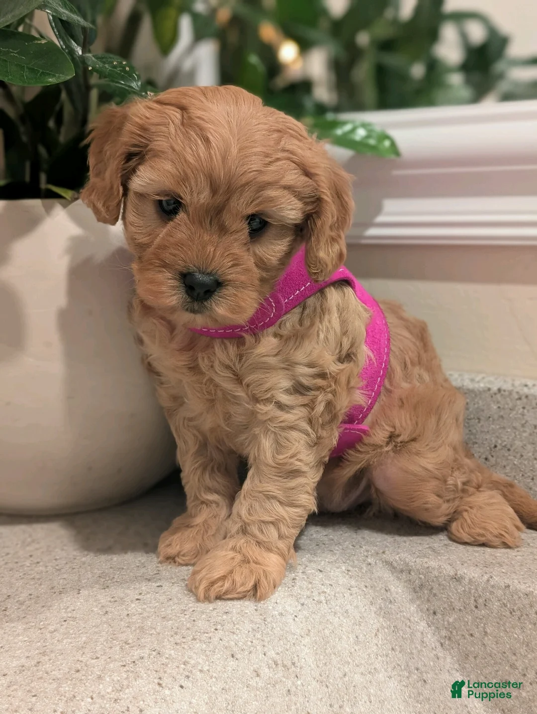 Cavapoo dogs for sale: Lucy  - Ad 2
