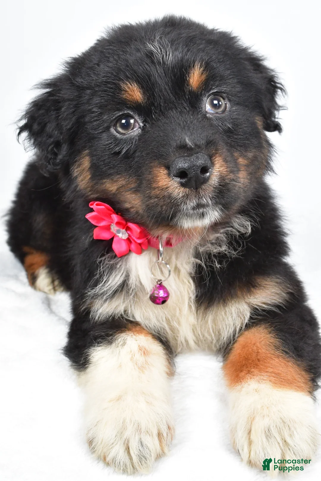 Australian Shepherd dogs for sale: Eclipse  - Ad 2