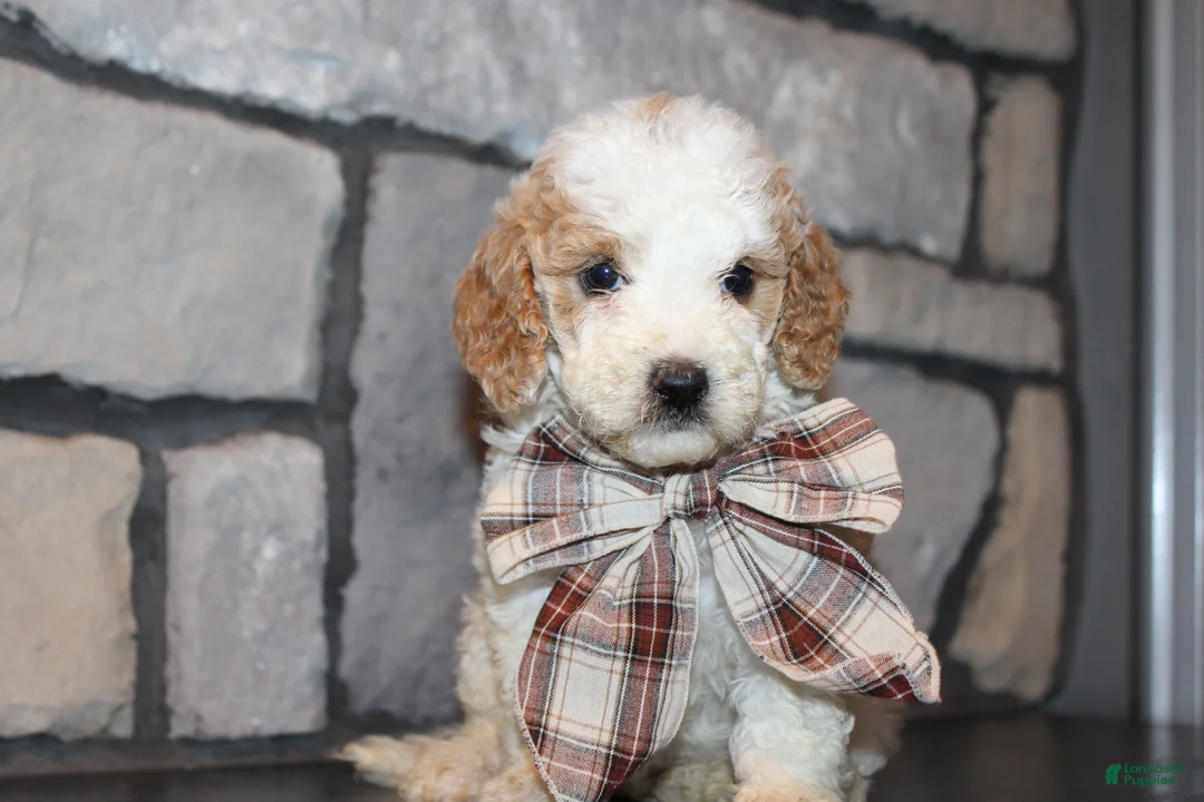 Mini Goldendoodle dogs for sale: Mini Ziggy - Ad 9