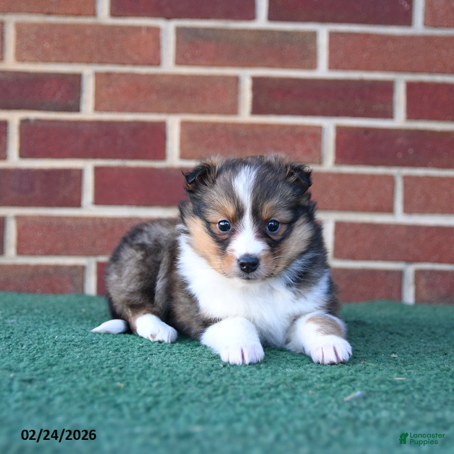 Shetland Sheepdog dogs Alexa - Ad 2