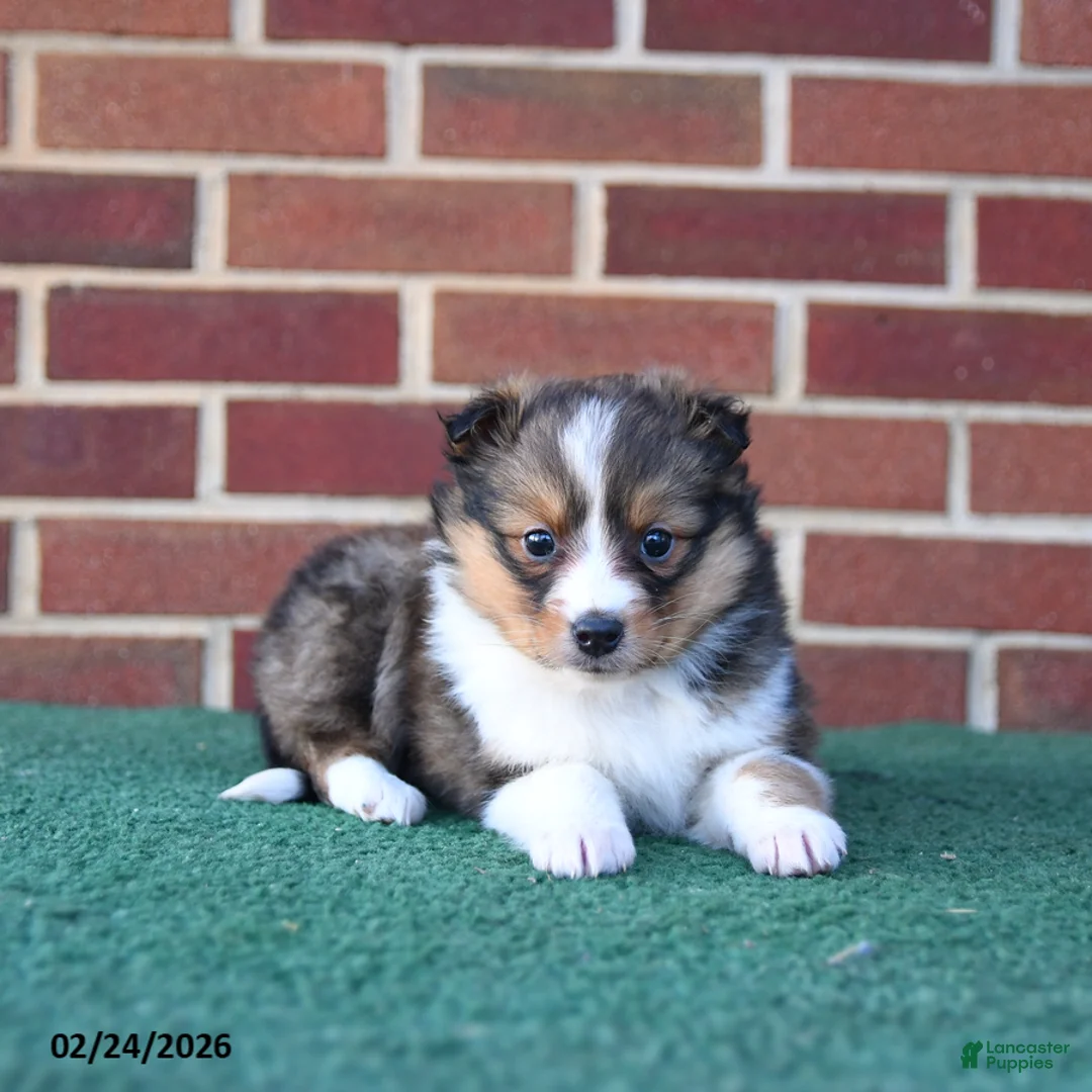 Shetland Sheepdog dogs for sale: Alexa - Ad 2