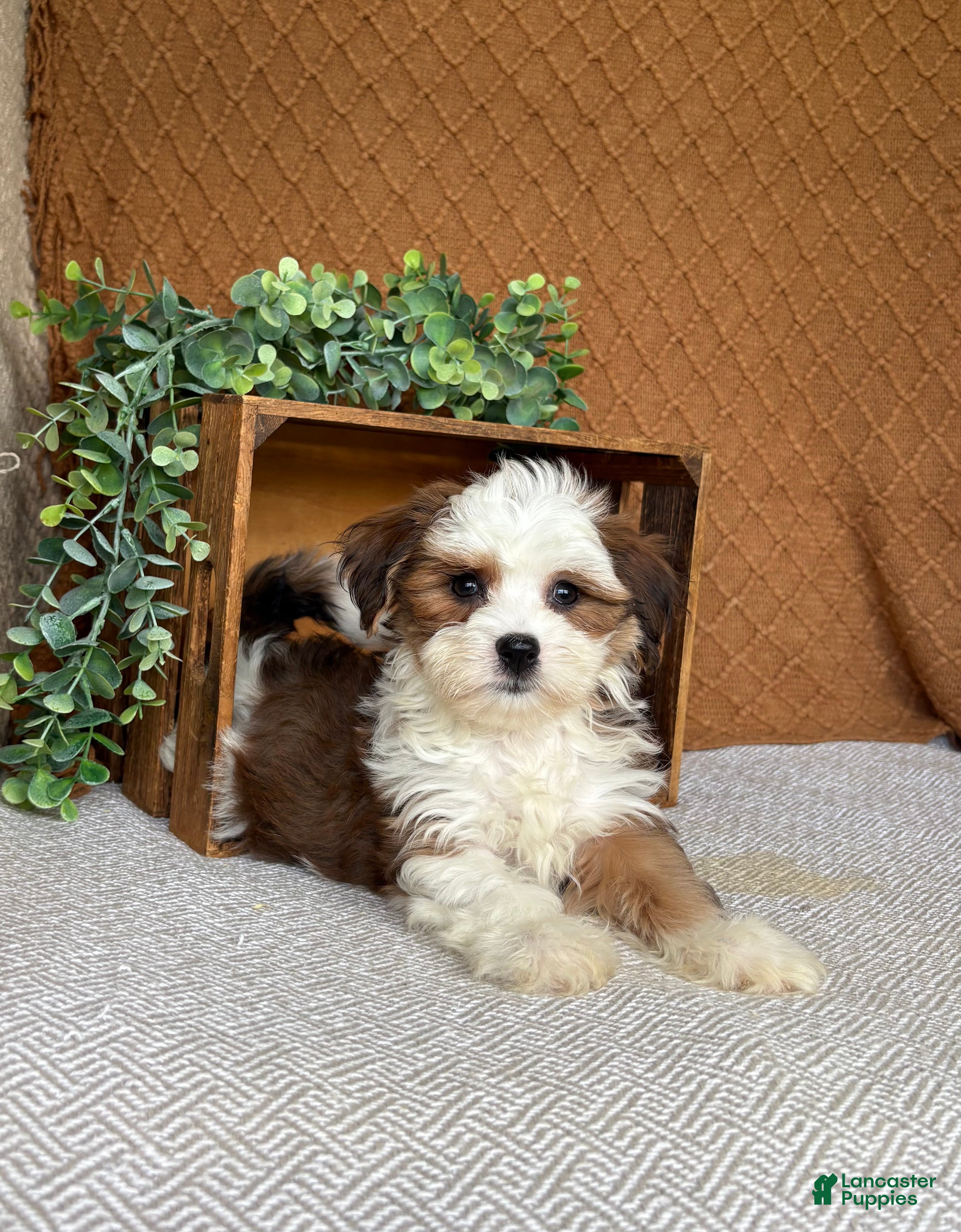 Havanese dogs Ashley  - Ad 1