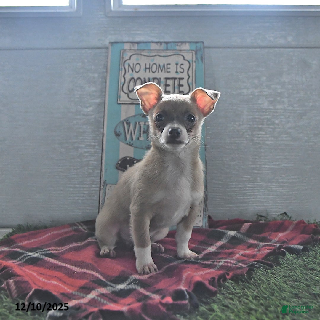 Chihuahua dogs for sale: Fritz - Ad 4